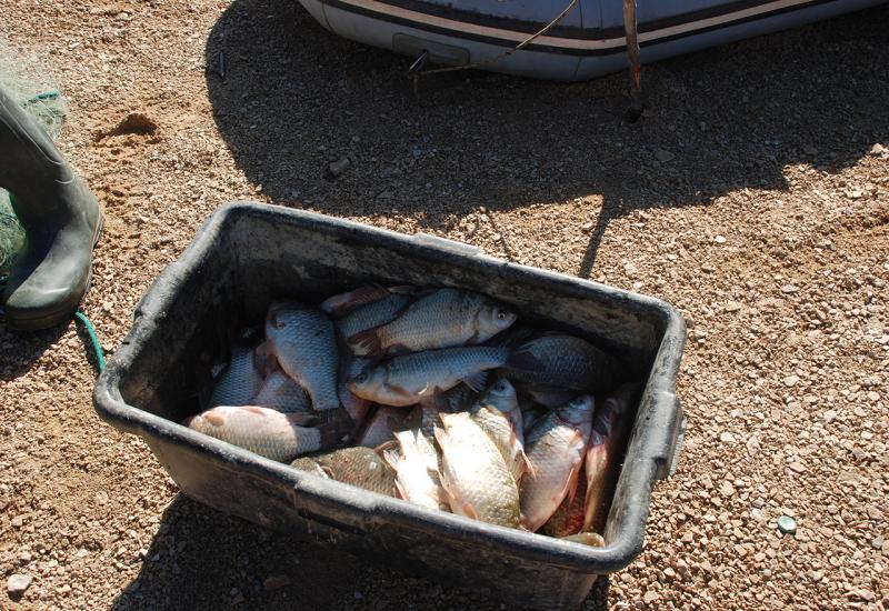 Riba ulovljena u Mandek jezeru - Nestaju li endemske vrste riba na području Livanjskog polja?